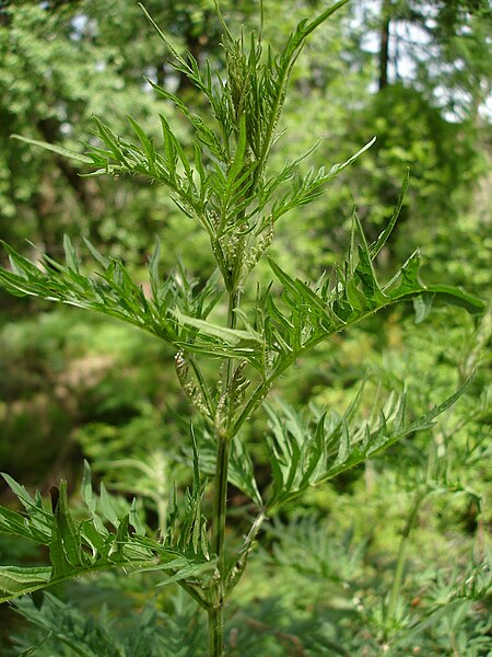 Файл:Urtica cannabina.jpg