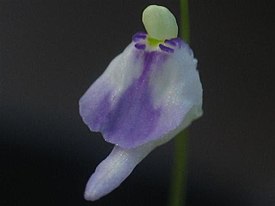 Utricularia arenaria