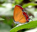 Purple Sapphire (Heliophorus epicles) UN @ Jairampur, Arunachal Pradesh, India.