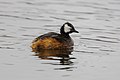 White-tufted grebe