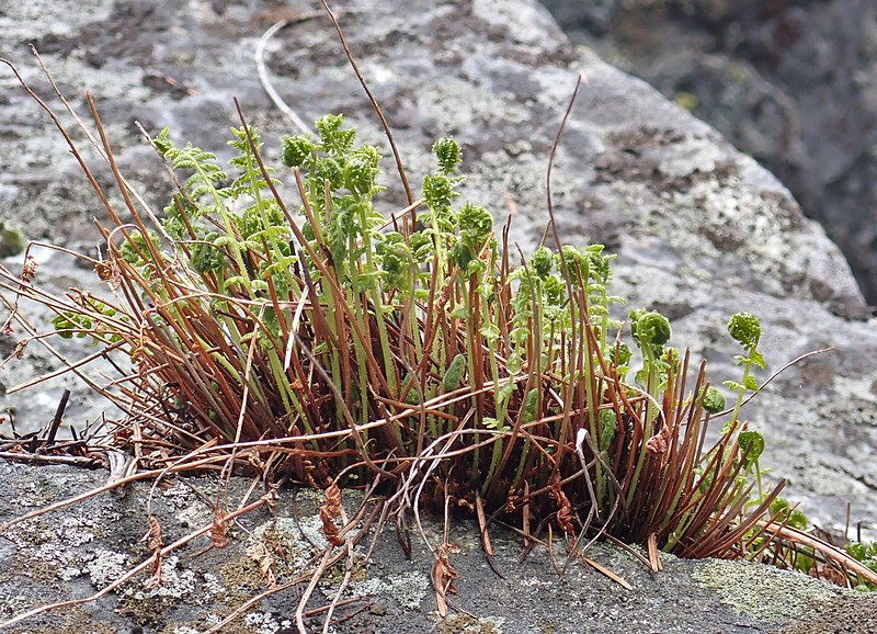 File:Woodsia scopulina JHT1.jpg