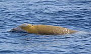 Gray whale