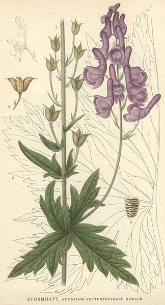 Файл:Aconitum septentrionale.jpg