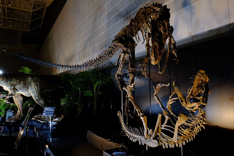 File:Allosaurus fighting Ceratosaurus.jpg