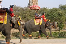 Ayutthaya, Elephants, Thailand.jpg