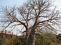 A Baobab tree at Vasai Fort, Maharashtra, India