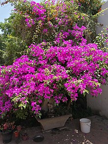 Ejemplar de Bougainvillea en la ciudad de Turdera