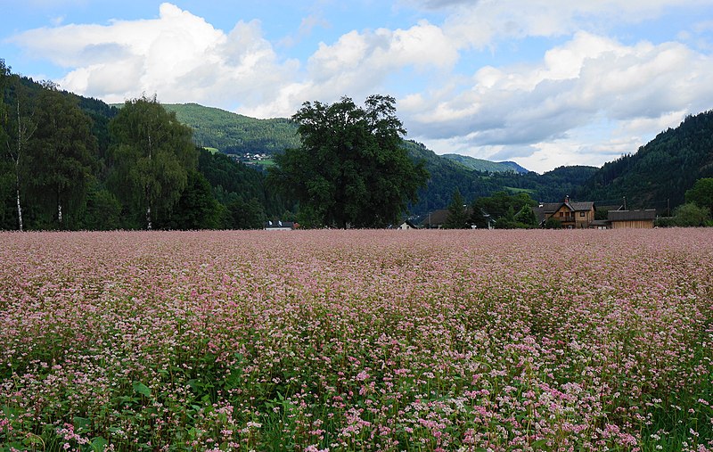 Файл:Buchweizenfeld, Kärnten.jpg