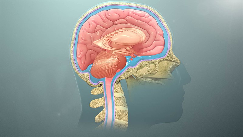 File:CNS protection.jpg