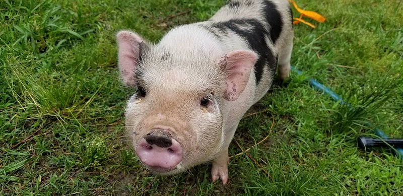 File:Cute piggy.jpg