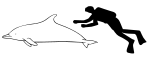 Arabian common dolphin size