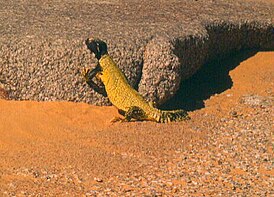 Uromastyx dispar