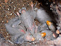 Chicks of eastern rosella