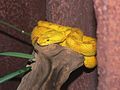 Image 28Eyelash viper (Bothriechis schlegelii) (from Wildlife of Costa Rica)