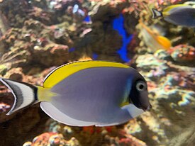 Acanthurus dussumieri