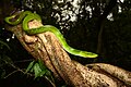 Gonyosoma oxycephalum, Kaeng Krachan National Park, Thailand