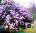 Lilacs