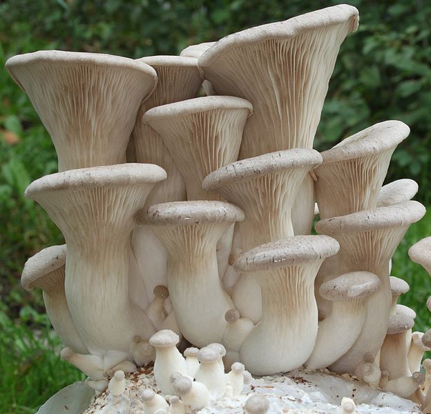 File:Kräuter-SeitlingPleurotus eryngii.jpg