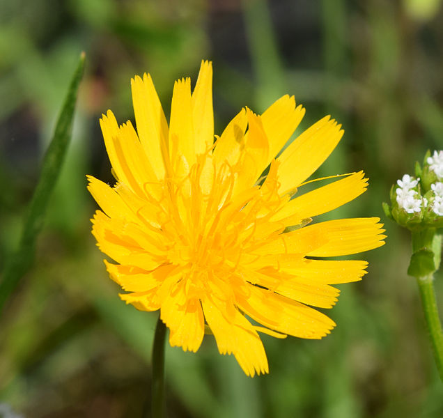 File:Krigia dandelion UMFS.jpg