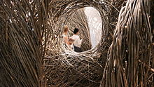 Patrick Dougherty's "Shindig." A popular shot for visitors at the Renwick Gallery's WONDER exhibition.