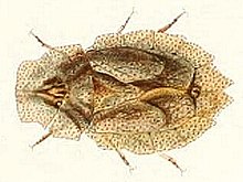 Phloea corticata.jpg