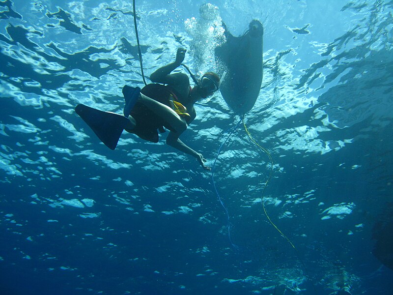 File:Snubadiving.jpg