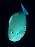 Naso hexacanthus