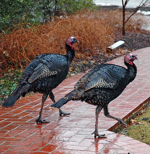 File:Turkeys on path.jpg