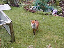 Urban fox 380.jpg