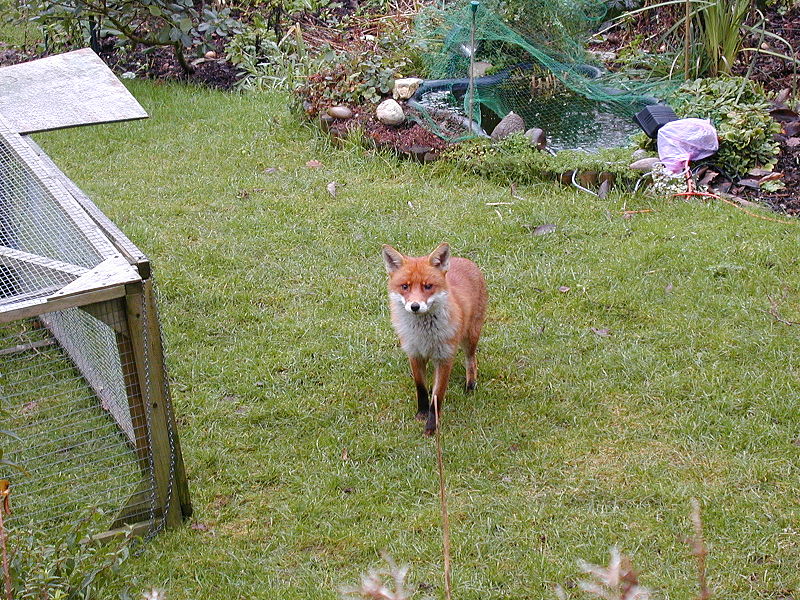 File:Urban fox 380.jpg