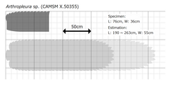 Size estimation of the largest specimen of Arthropleura