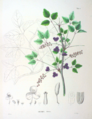 Botanical illustration of Akebia trifoliata