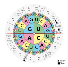 Aminoacids table.svg