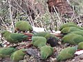 Cachañas en San Martín de los Andes, Neuquén, Argentina.