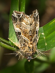 Callopistria-Kadavoor-2016-06-21-001.jpg