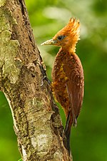 Thumbnail for Chestnut-colored woodpecker