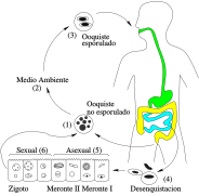 Ciclo de vida de Cyclospora cayetanensis (Eimeriidae)