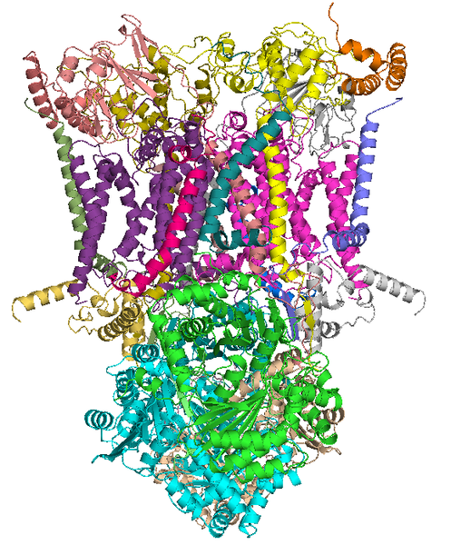 Файл:Cytochrome1ntz.PNG