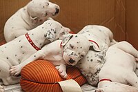 Dalmatian puppies, three weeks