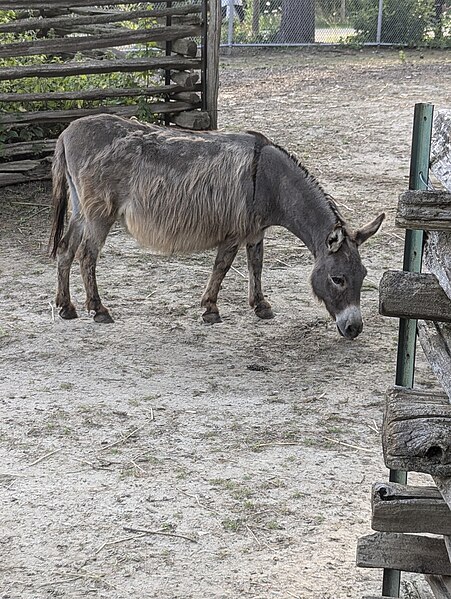 File:Donkey at Eby Farmstead.jpg