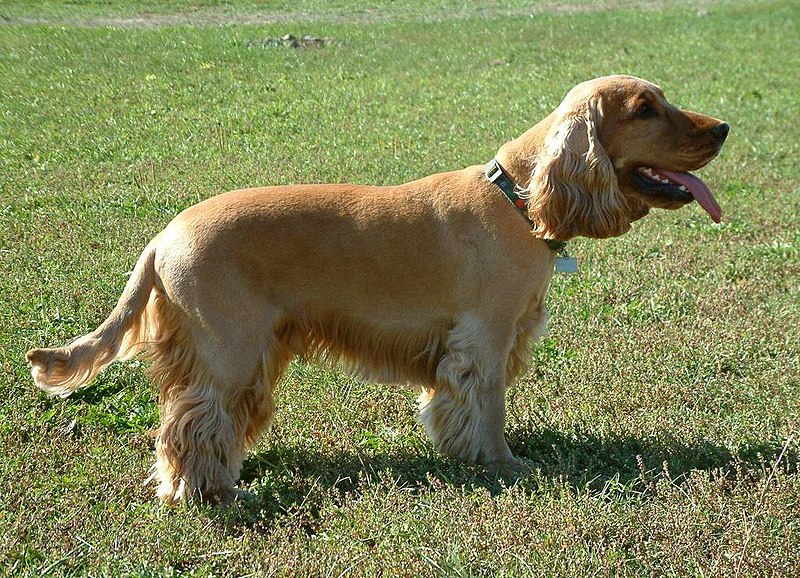 File:EnglishCockerSpaniel simon.jpg