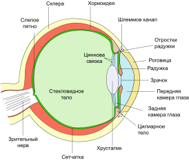 Строение глаза человека