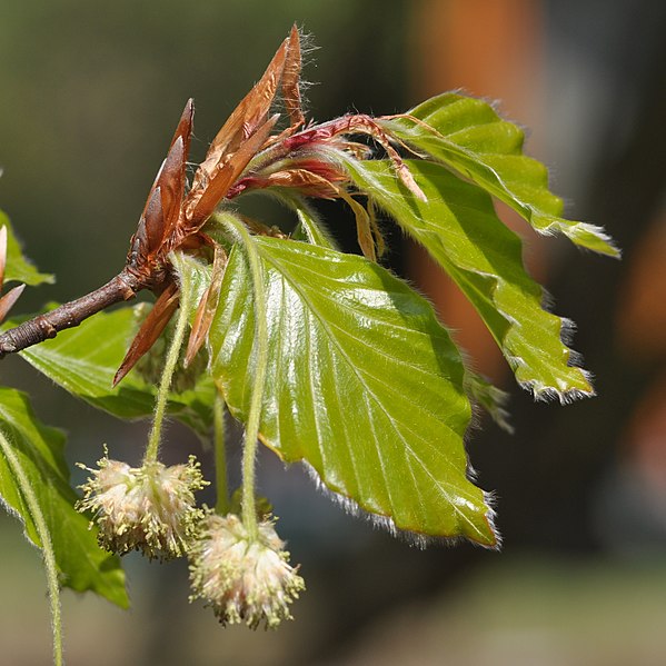 File:Fagus sylvatica 1 (cropped).JPG