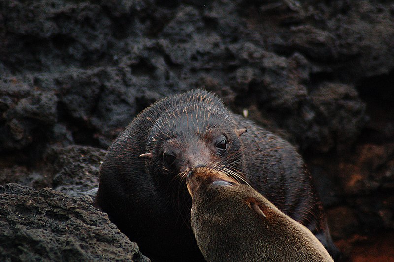 File:Galápagos fur seals (4229111296).jpg