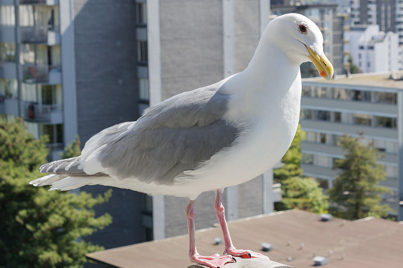 File:Glaucous-winged gull.jpg