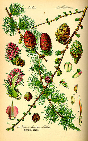 Archivo:Illustration Larix decudua0.jpg