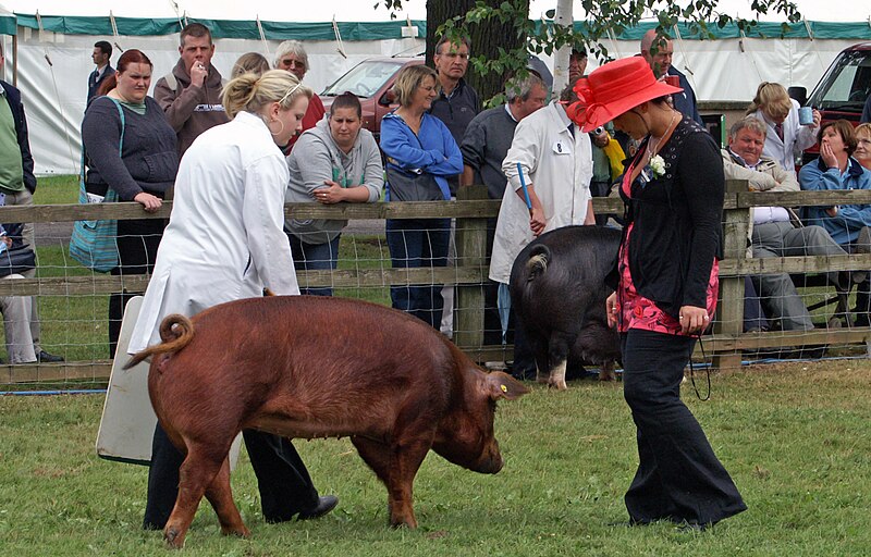 Файл:Judging a Duroc Sow.jpg