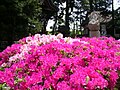 葛西神社境内杜鹃