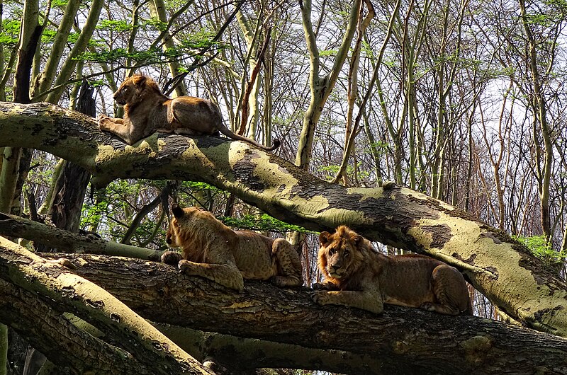 File:Lake-Nakuru-Lions-in-Tree.JPG