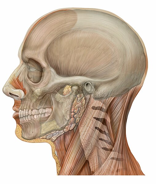 File:Lateral head skull.jpg